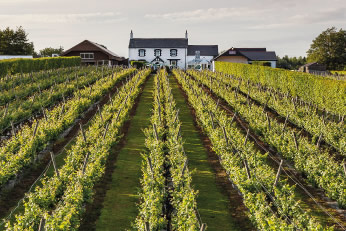 Llanerch Vineyard