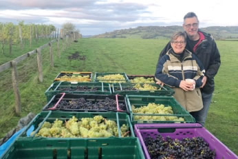 Pen-y-Clawdd Vineyard