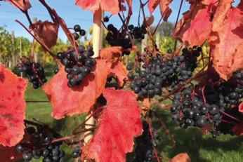 Pen-y-Clawdd Vineyard