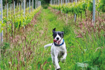 Spring Hollow Vineyard