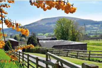 Sugarloaf Vineyards