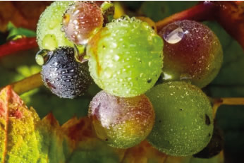 Sugarloaf Vineyards