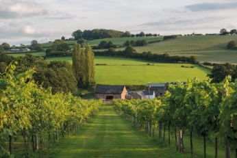 White Castle Vineyard